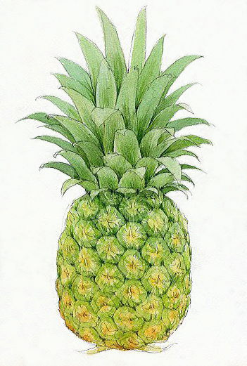 水彩画テラス】 果物・スウィート・野菜など「パイナップル」